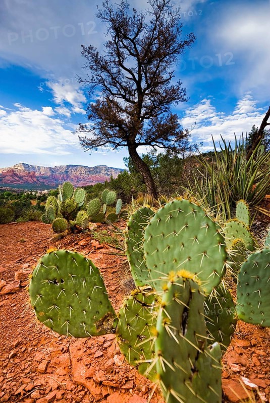 Cacti