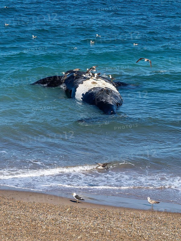 Southern right whale