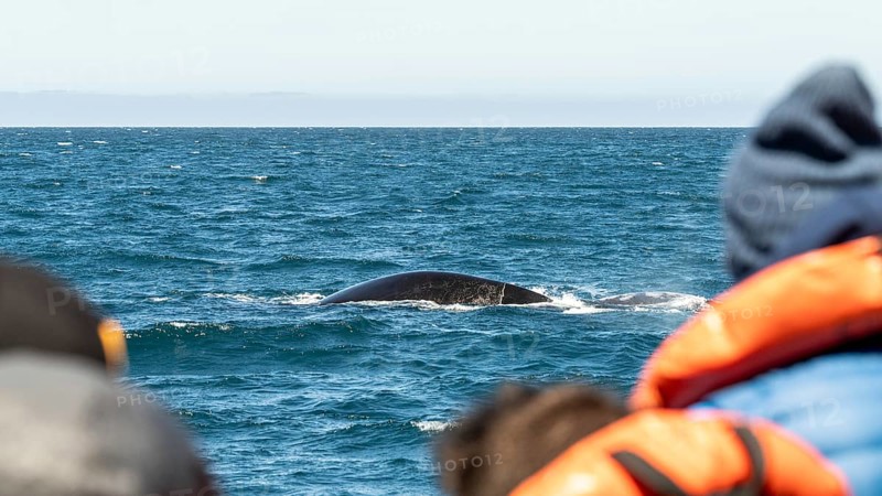 Southern right whale