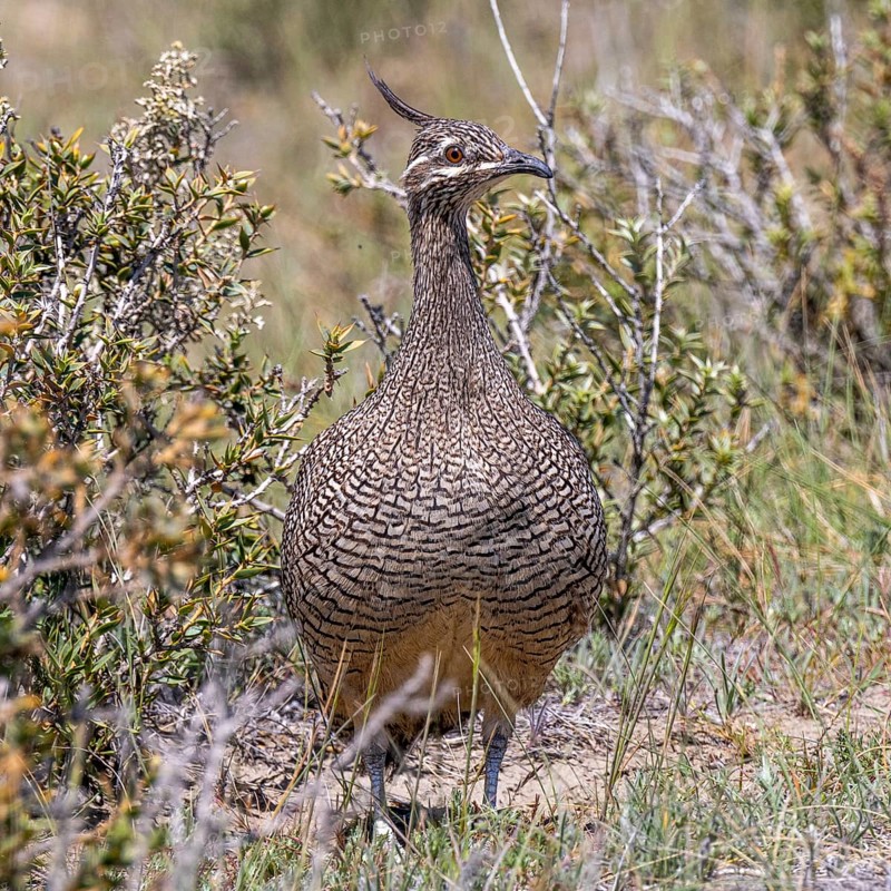 Elegant crested tinamou