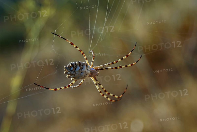 Close-up of a large colorful spider spinning its web with the background out of focus