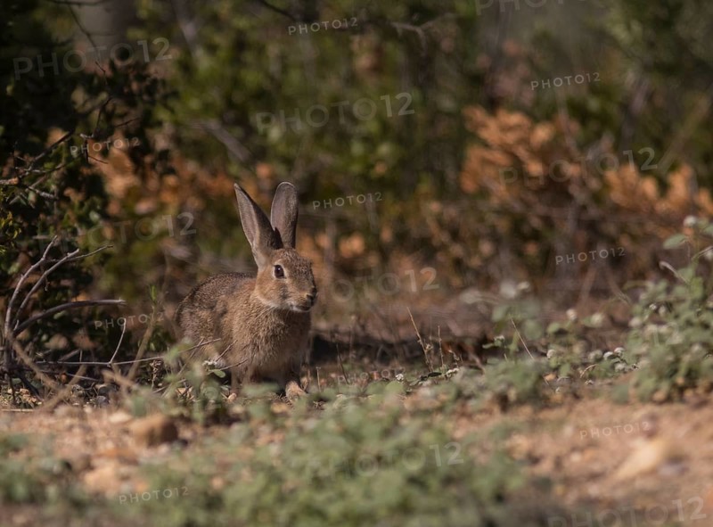 European hare