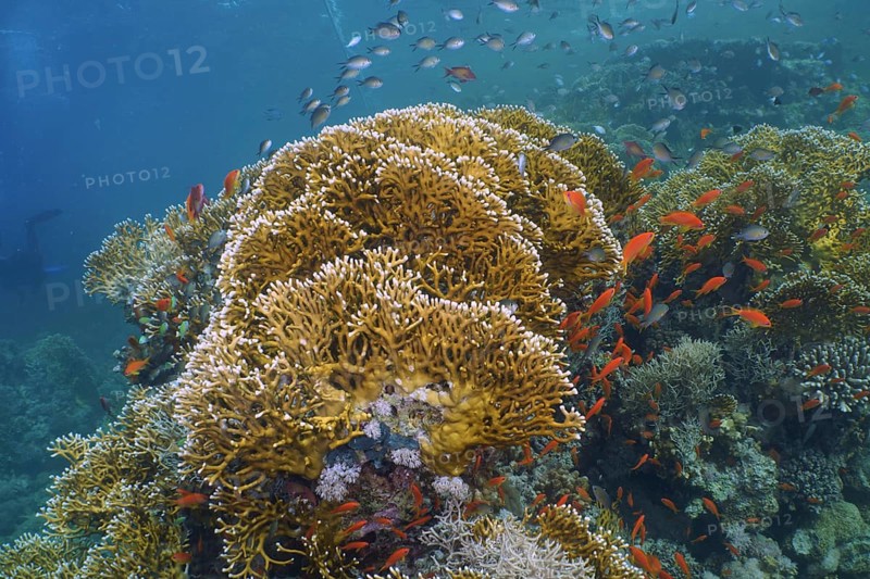 Net fire coral