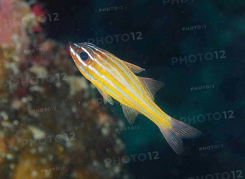Golden-striped cardinalfish