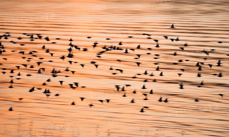 A flock of starlings or common starlings