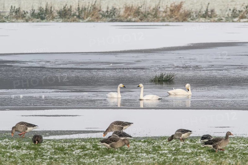 Tundra swans