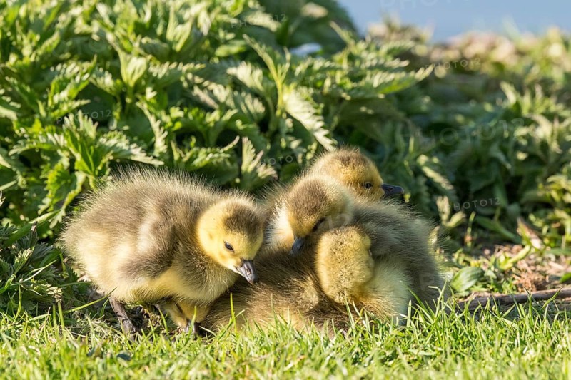 Chick