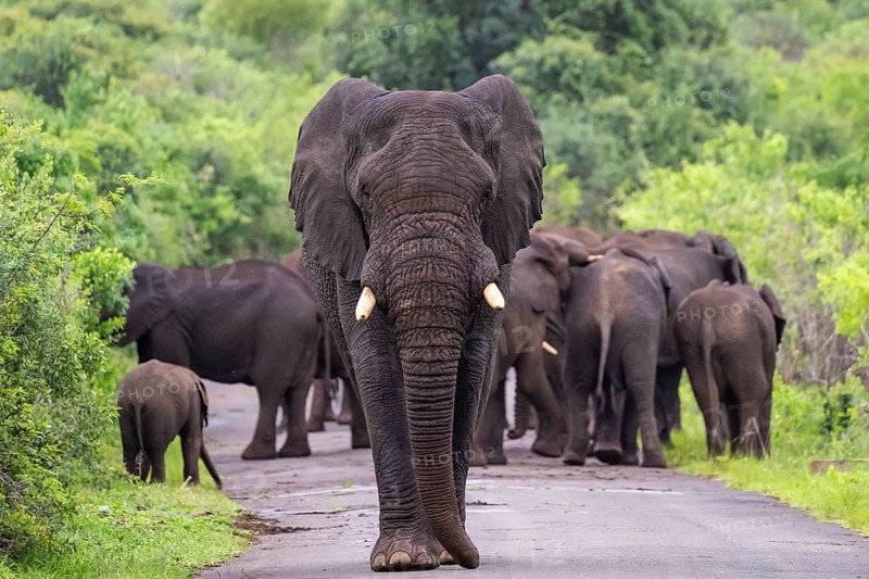 African elephant