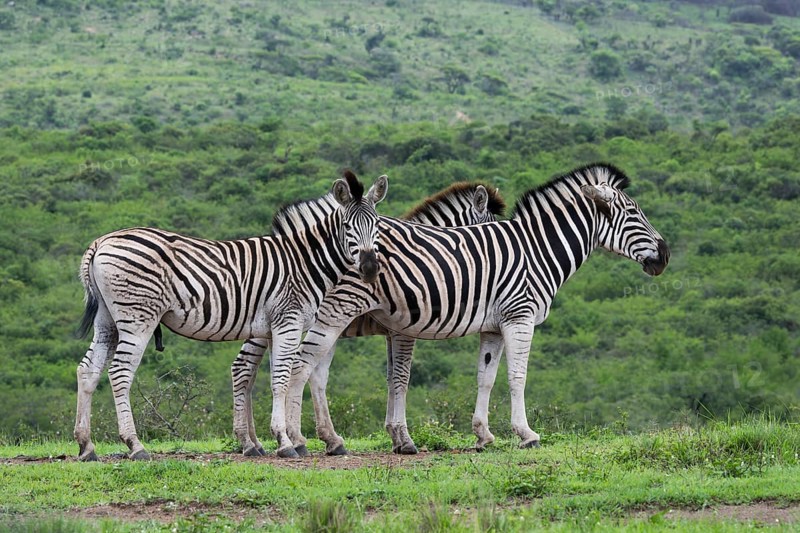 Plains zebras