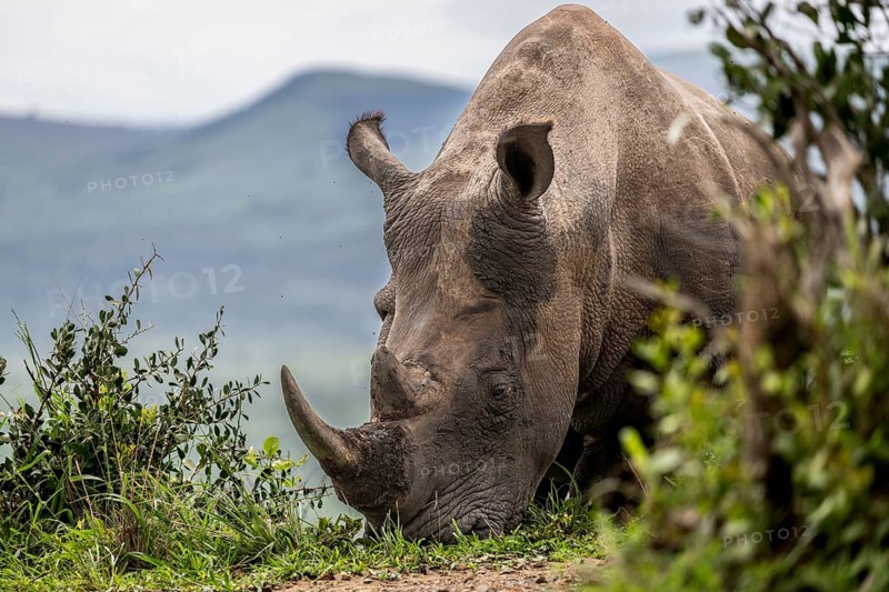 White rhinoceros