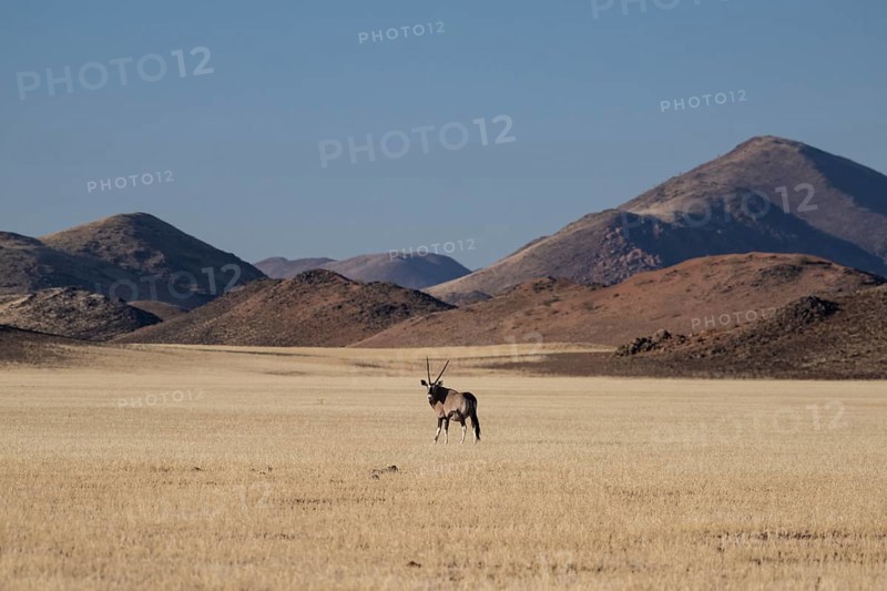Oryx