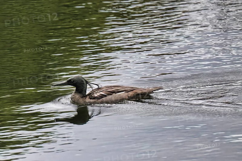 Brazilian merganser