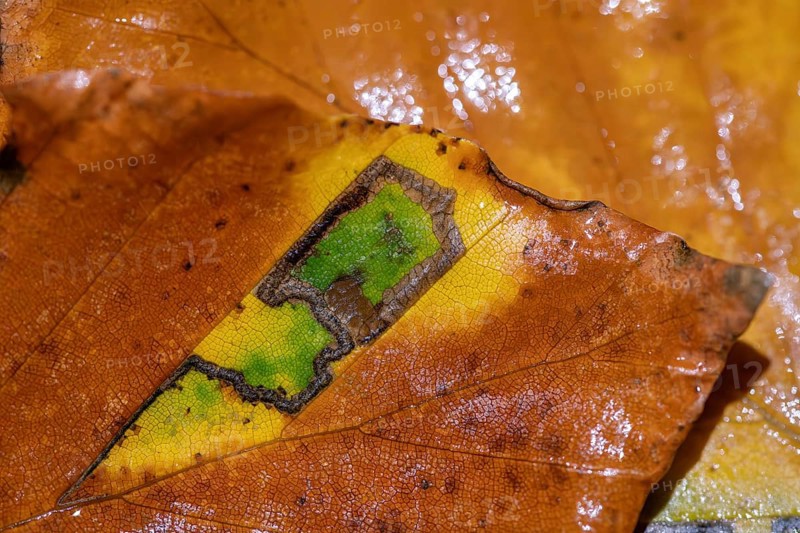 Stigmella Tityrella