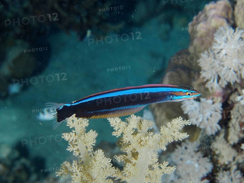 False cleanerfish