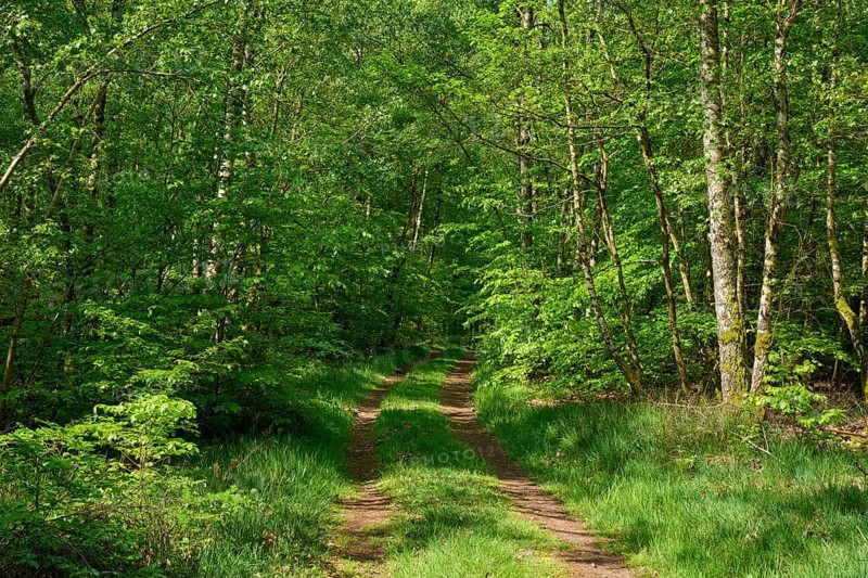Hiking trail