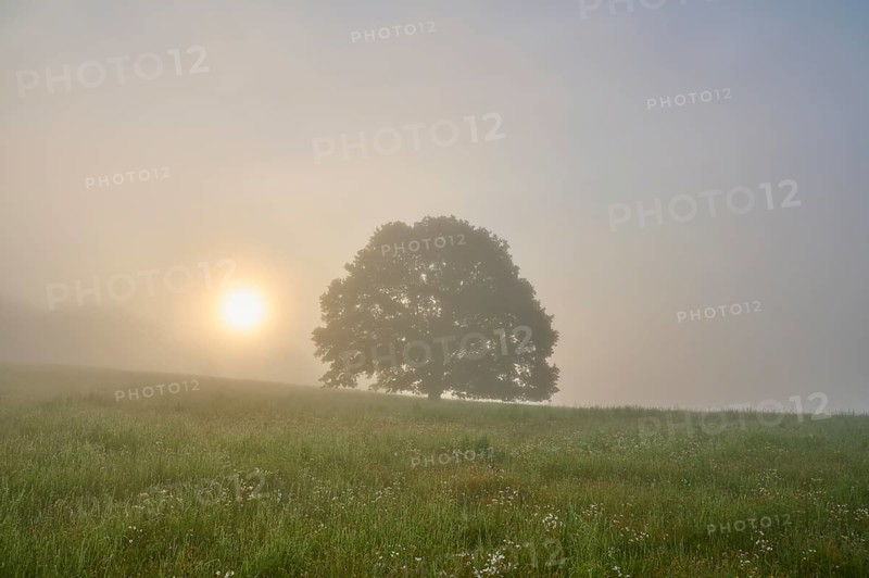 Oak tree