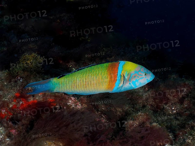 Ornate wrasse