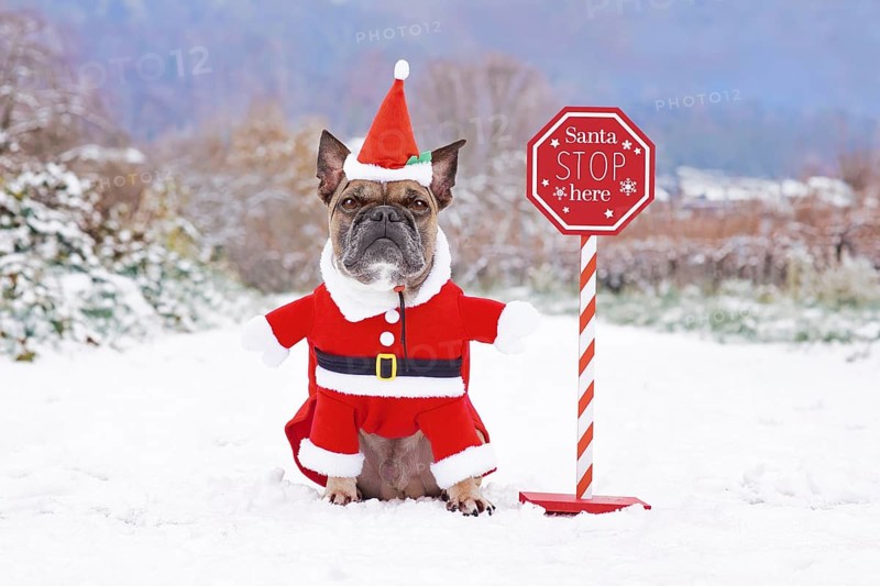 Funny French Bulldog dog with Christmas Santa costume next to stop sign in snow landscape