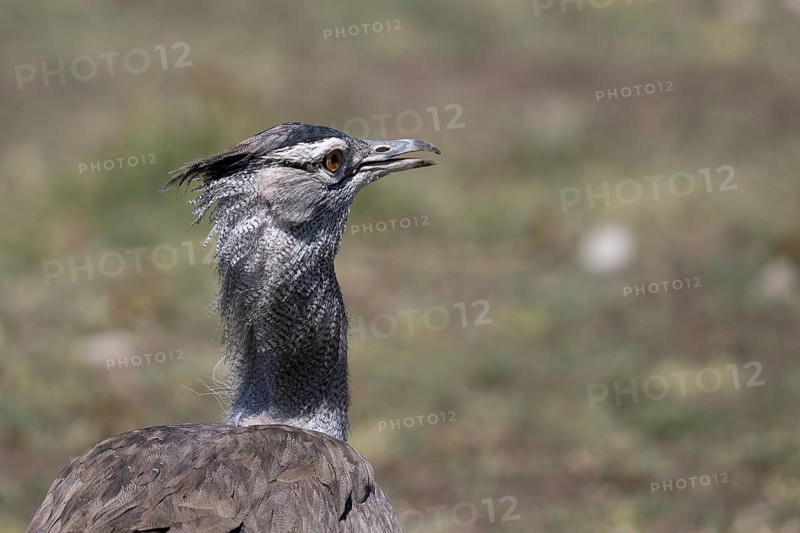 Kori bustard