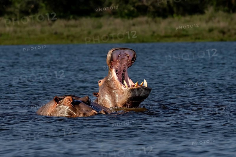 Hippopotamus