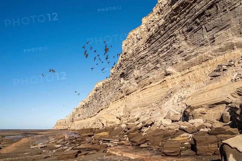 Rock parakeets