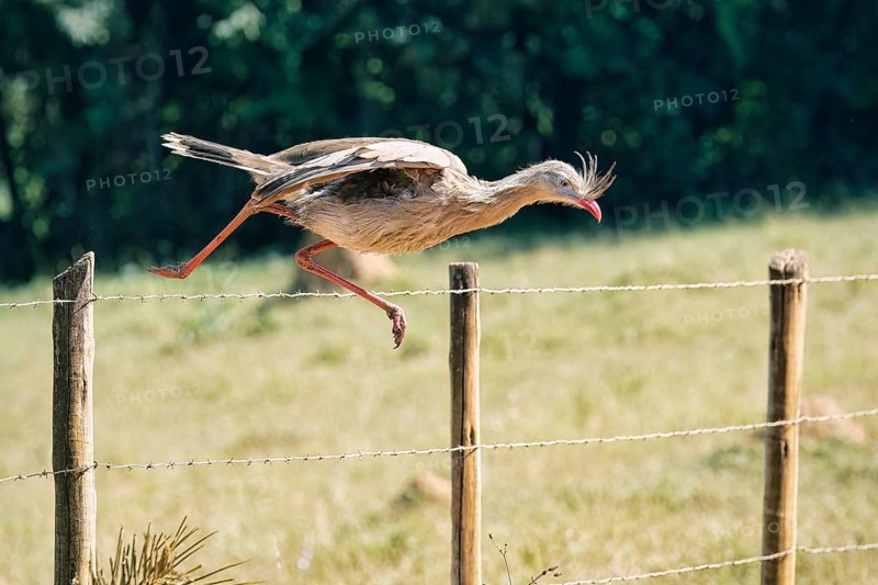 Red-legged Seriema