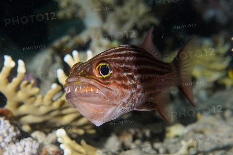 Portrait of largetoothed cardinalfish