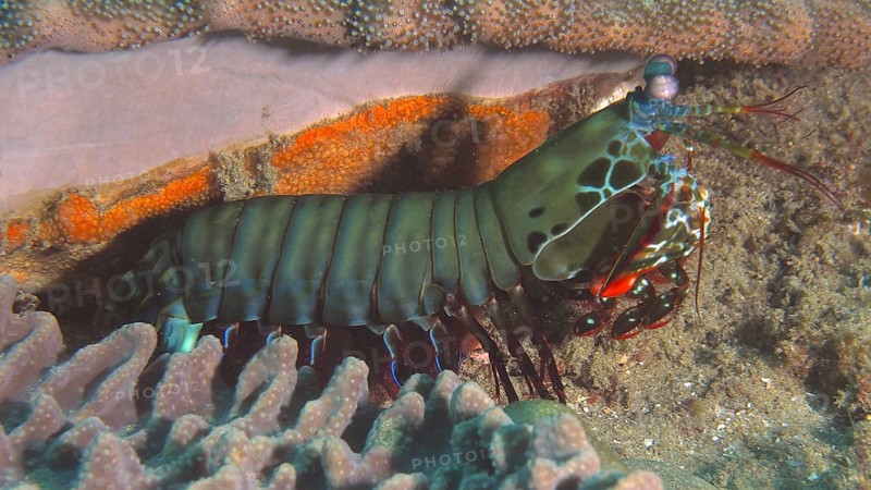 Peacock mantis shrimp