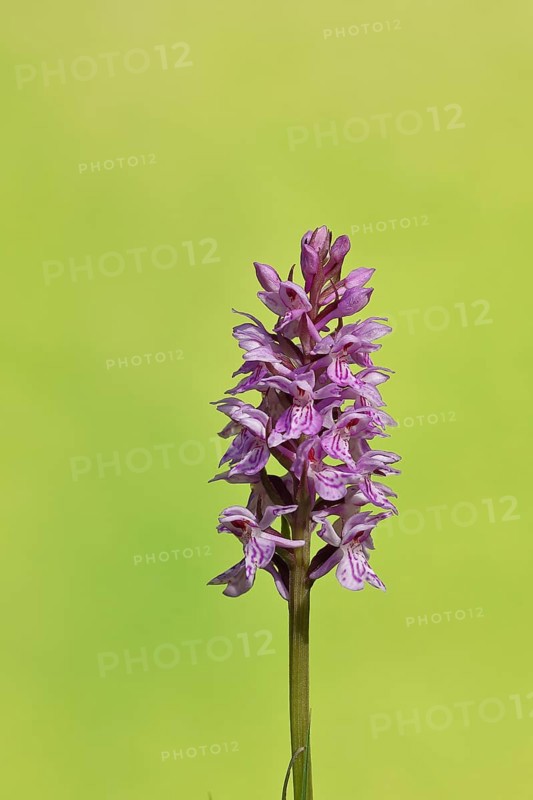 Moorland spotted orchid