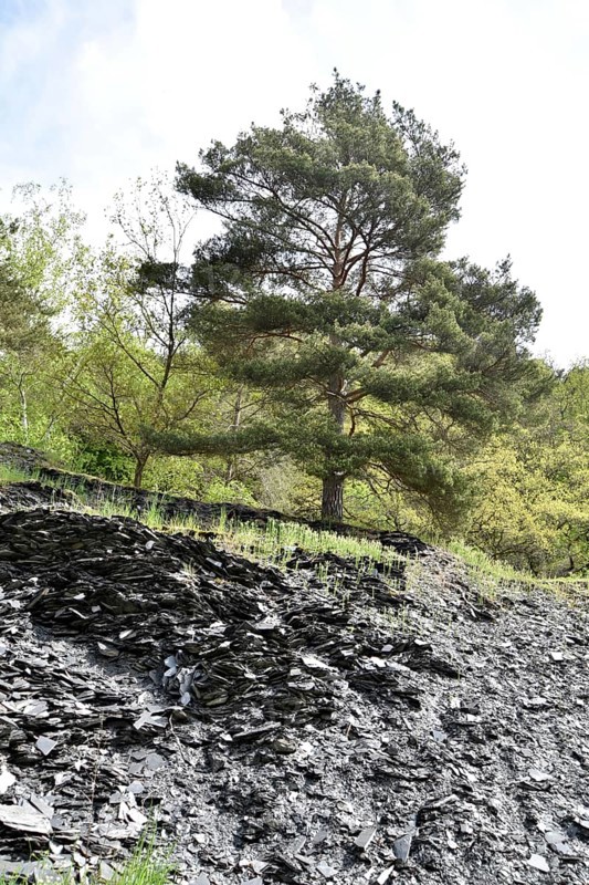 Disused slate mine with overburden in the valley of the Kyrbach near Oberkirn in Hunsrueck