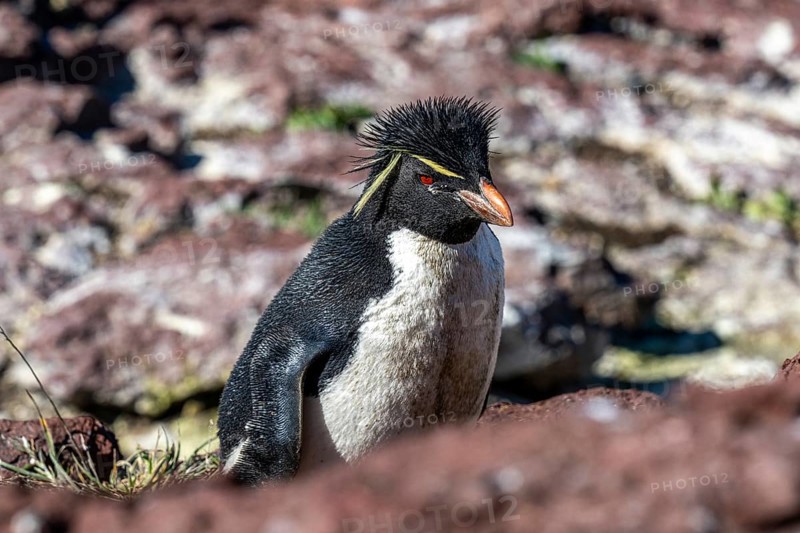 Southern rockhopper penguin