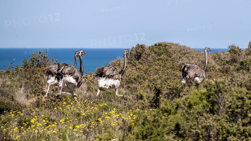 Greater rhea