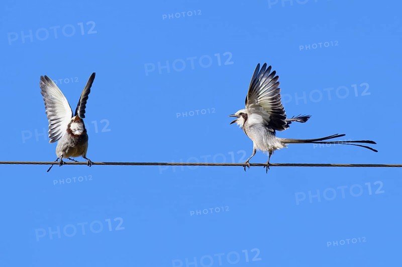 Courtship display of a couple of Streamer-tailed Tyrant