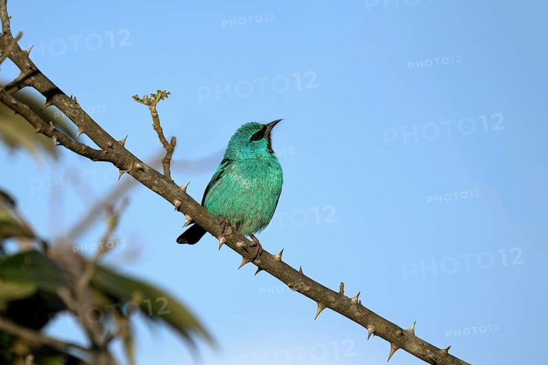 Male Blue Dacnis