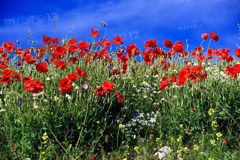 Poppy flowers