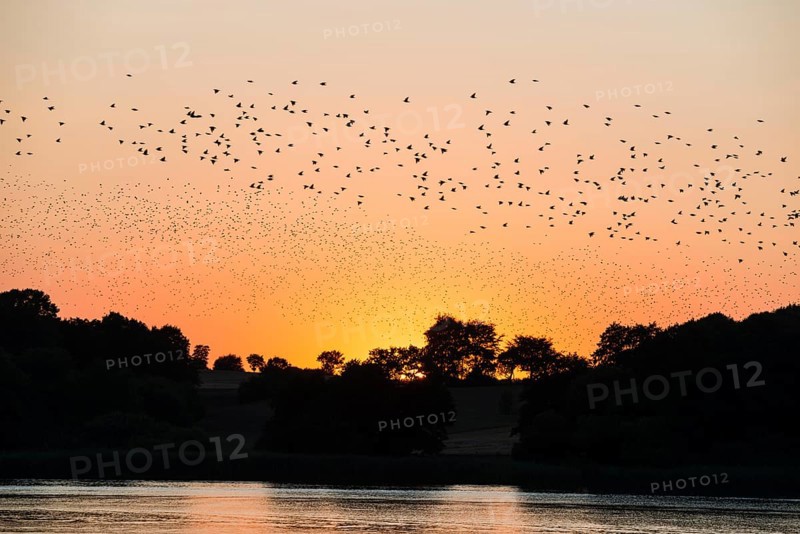 A flock of starlings or common starlings