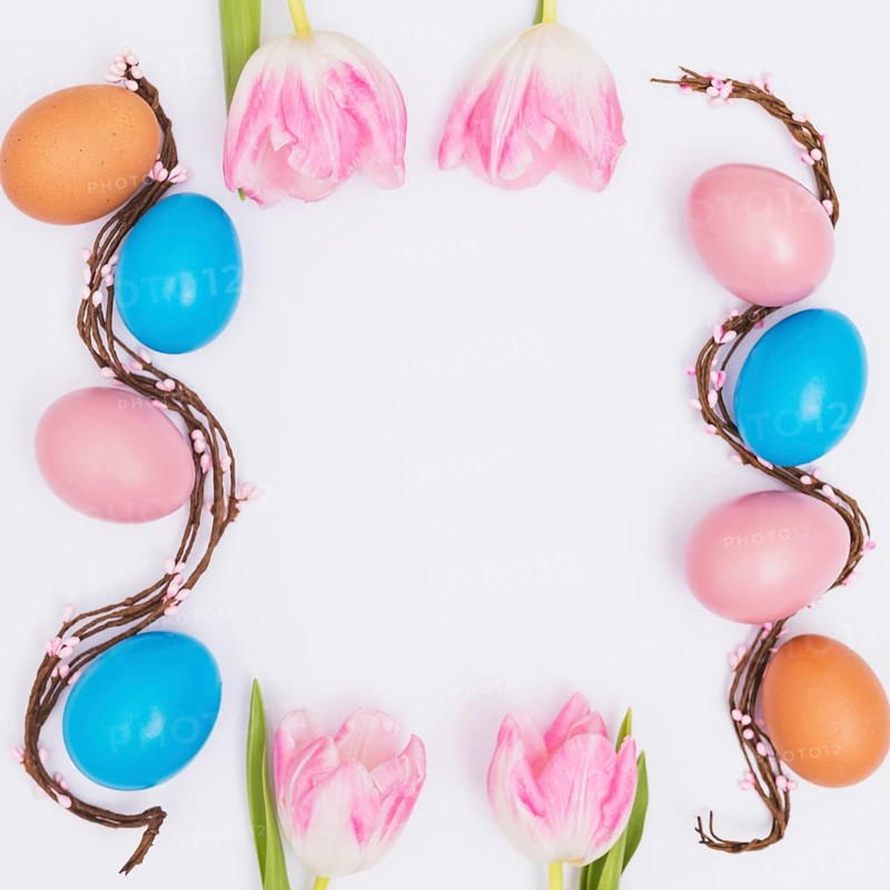 Frame from tulips eggs