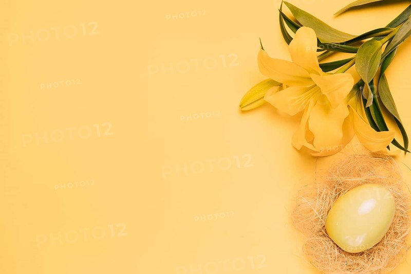 Elevated view fresh lily flower with easter egg nest yellow backdrop