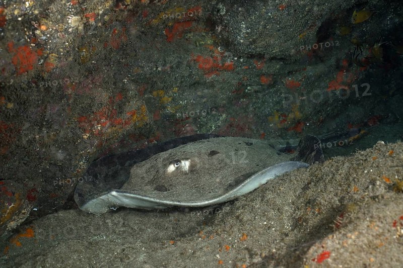 Round stingray