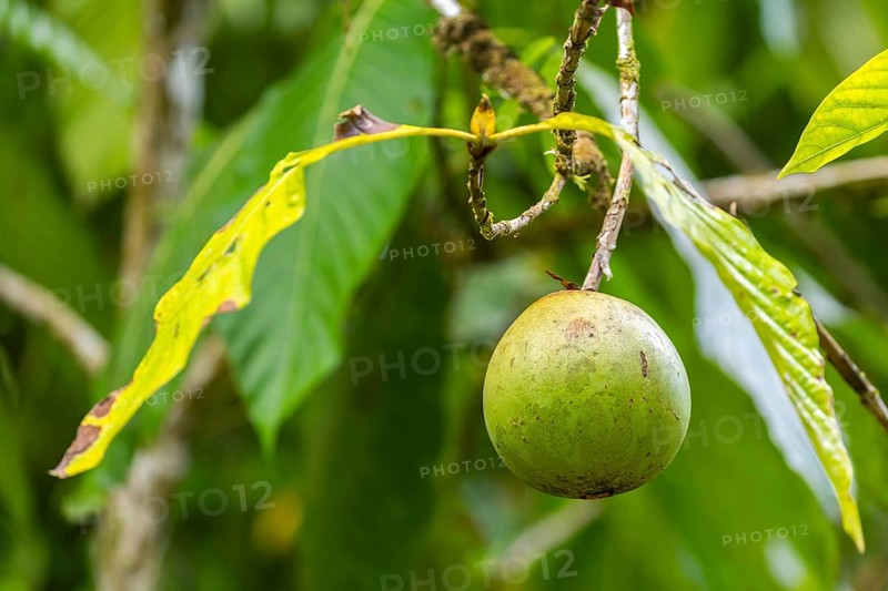 Calabash tree fruit