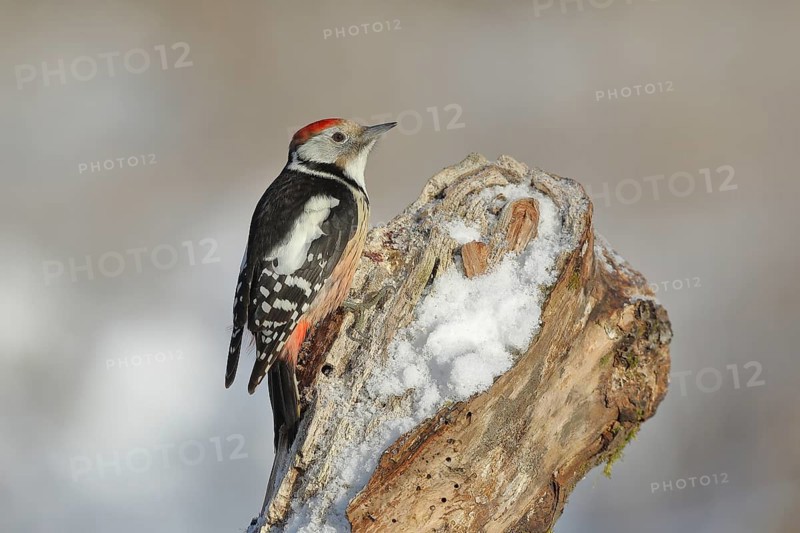 Middle Spotted Woodpecker