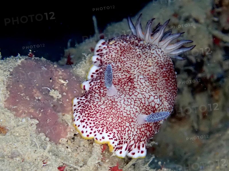 Colouring Chromodoris