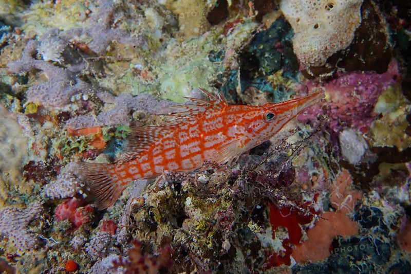 Longnose hawkfish
