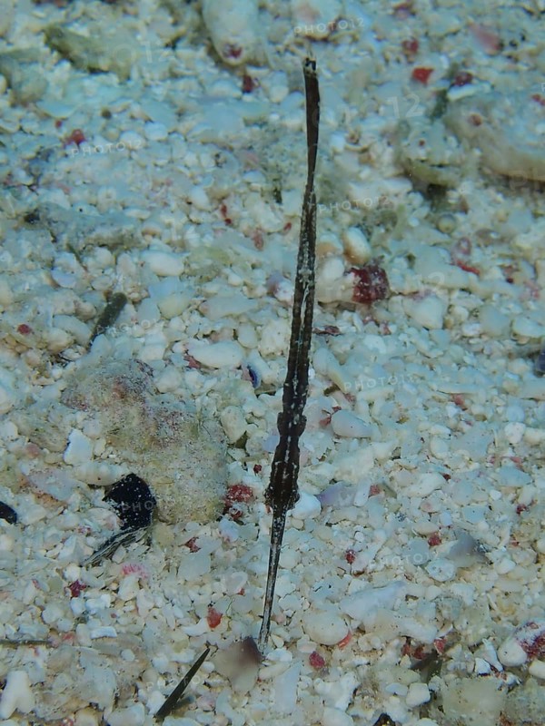 Robust ghost pipefish