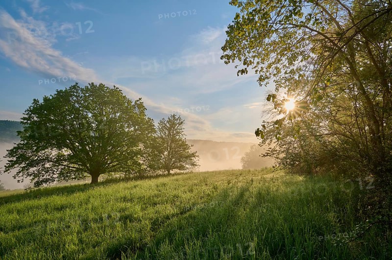 Meadow