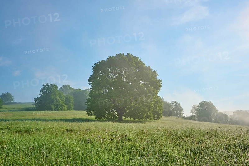 Oak tree