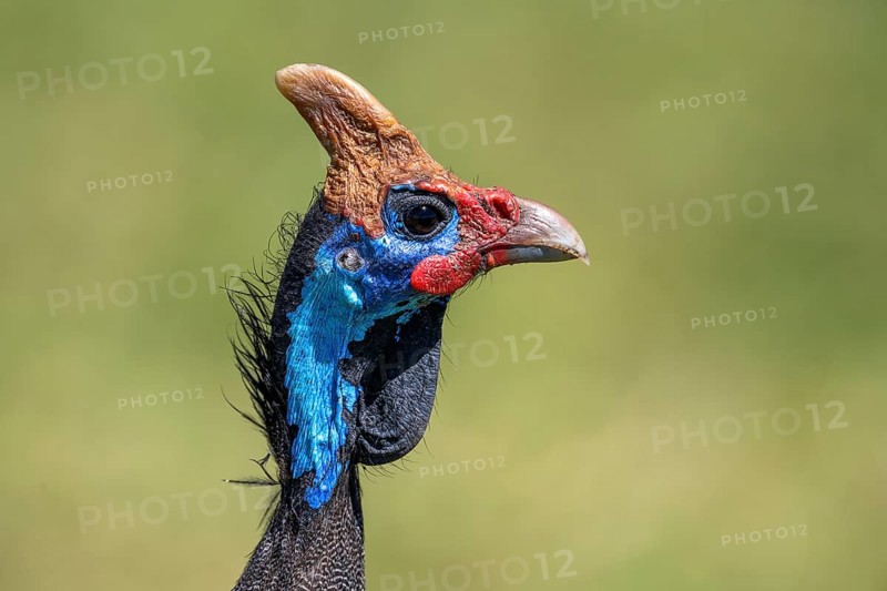Helmeted guineafowls