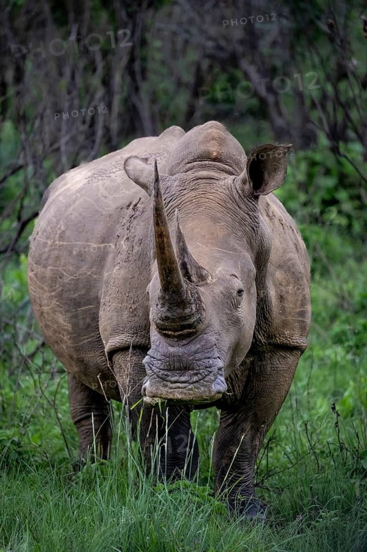 White rhinoceros