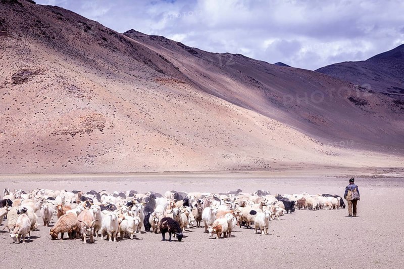 Shepherd with his Changthangi or Changpa