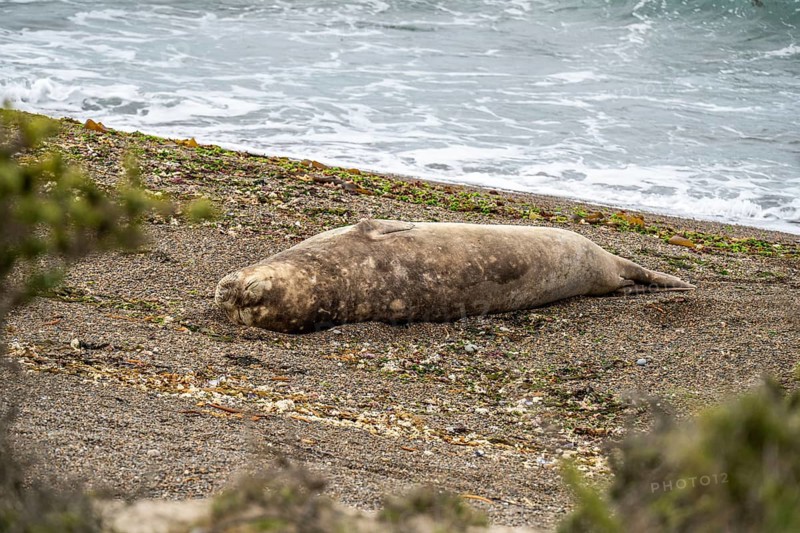 Southern elephant seal